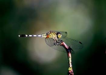Green and Gray Dragonfly Perching on Grey Branch in Selective-focus Photography