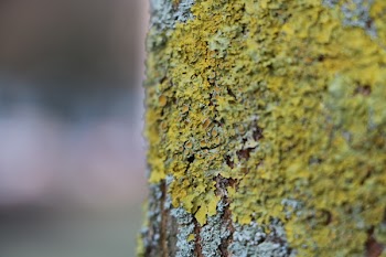 Green and Grey Tree Bark