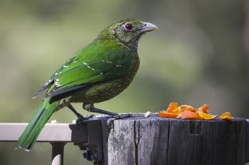 Green and Lime Bird on Gray Wood Log