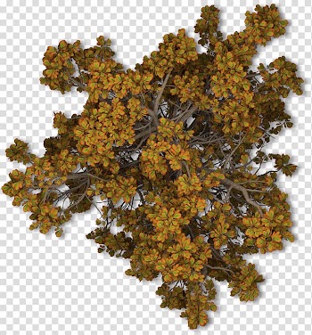 Green-and-orange plant, Tree Autumn Leaf Shrub, tree top view transparent background PNG clipart