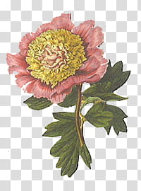 , green and pink floral wreath transparent background PNG clipart