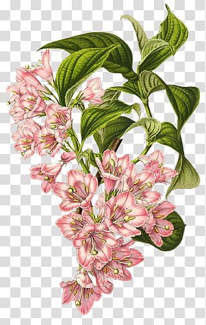 Green and pink floral wreath transparent background PNG clipart