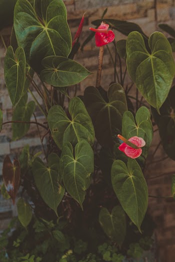 Green and Pink Leaf Plant