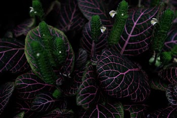 green-and-pink leafed plant