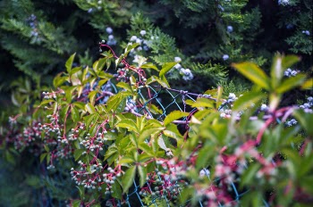 Green and Pink Leafy Plant