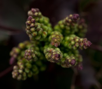 Green and Purple Flower Close Up Photo