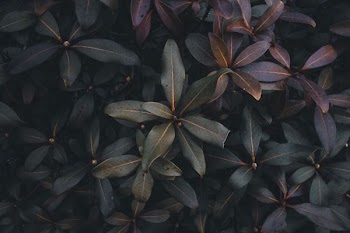 green and purple plants