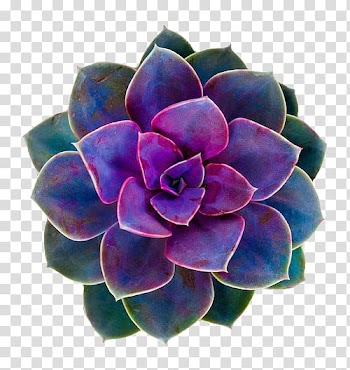 Green and purple succulent plant, Cacti and Succulents Succulent plant Flower Cactaceae Rose, watercolor cactus transparent background PNG clipart