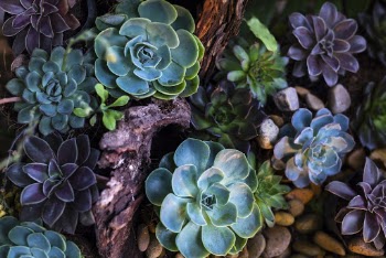 Green and Purple Succulent Plants