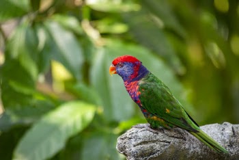Green and Red Bird