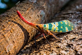 Green and Red Tree Hopper on Brown Surface