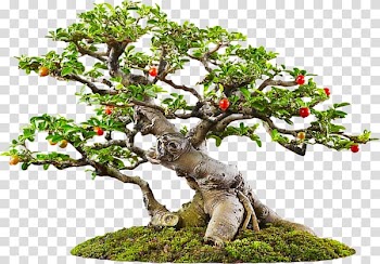 Green and red tree illustration, Tree Bonsai Icon, Dwarf trees transparent background PNG clipart