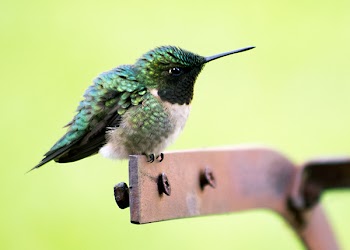 Green and White Bird on Brown Metal Part