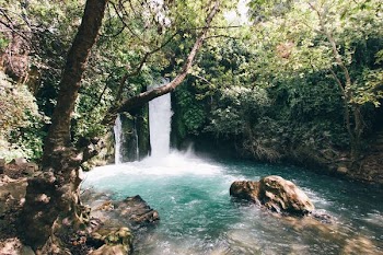 green and white body of water near forest