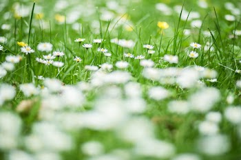 Green and White Flower