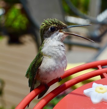 Green and White Kingfisher Perched on Red Metal Selective-focus Photography