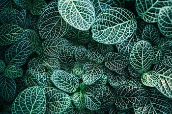 green and white leaf plants