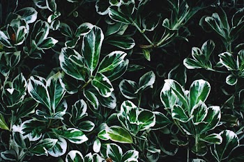 Green and White Leaves