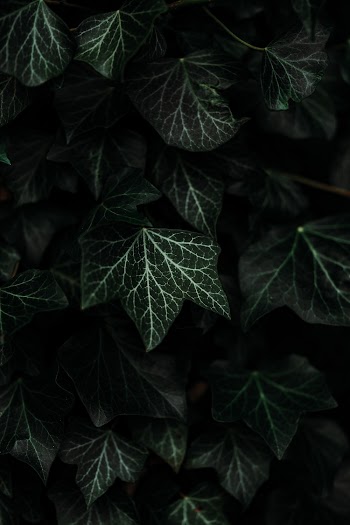 Green and White Plant