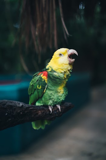 Green and Yellow Bird Plush Toy