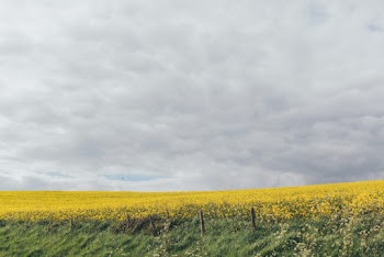 Green and Yellow Flower Field