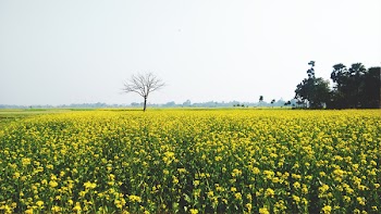 Green and Yellow Flower Field
