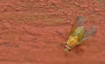 Green and Yellow Fly Perching on Red Surface
