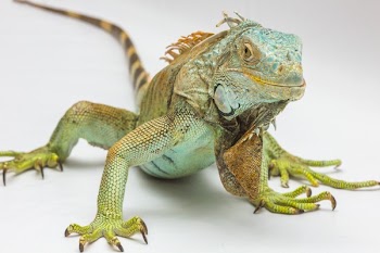 Green and Yellow Iguana