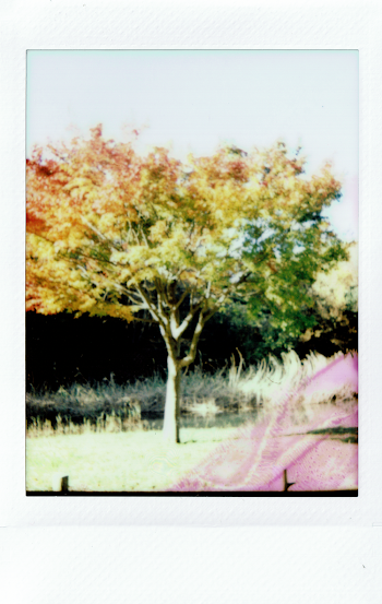 Green and Yellow-leafed Tree Photo