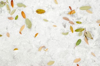 green and yellow leaves