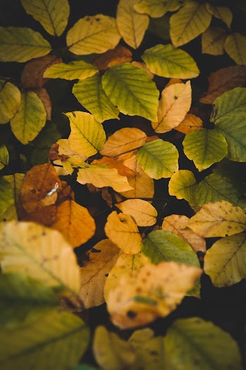 Green and Yellow Leaves in Close Up Photography