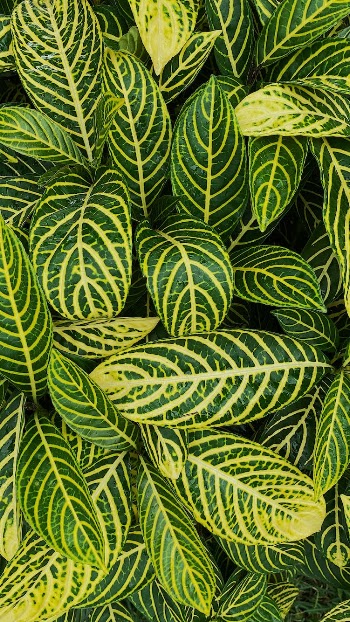 Green and Yellow Leaves Plant
