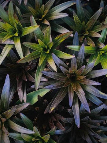 Green and Yellow Plant Leaves · Free Stock Photo