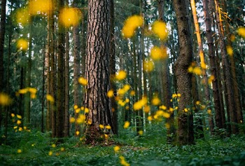 Green and Yellow Plants