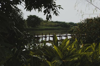 Green-and-yellow Plants Near Brown Wooden Dock on Calm Body of Water at Daytime