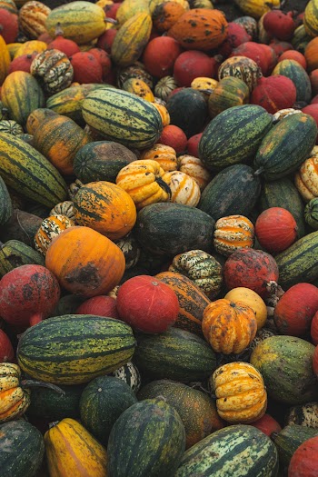 Green and Yellow Pumpkin Lot