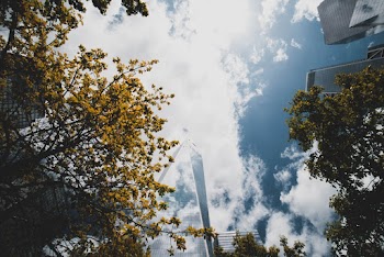 Green and Yellow Trees