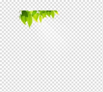 Green Angle Pattern, Beautiful sun leaves transparent background PNG clipart