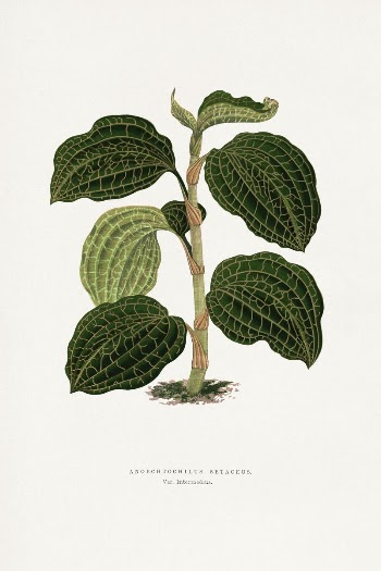 Green Anoechtochilus Setaceus leaf illustration | Free Photo Illustration - rawpixel