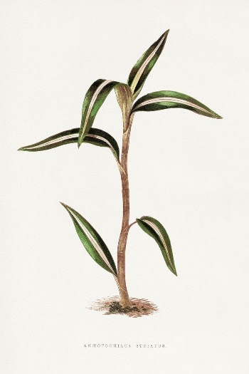 Green Anoectochilus Striatus leaf illustration | Free Photo Illustration - rawpixel