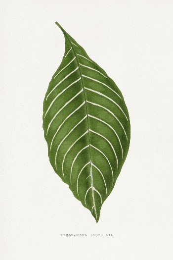 Green Aphelandra Leopoldii leaf illustration | Free Photo Illustration - rawpixel