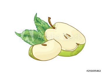 Green apple slices hand drawn vector illustration