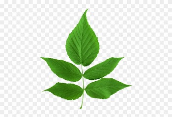 ขอบคุณเพื่อนๆ ทุกท่าน - Green Ash Tree Leaf