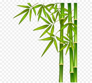 Green bamboo 