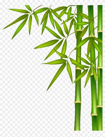Green Bamboo - Bamboo Tree And Water