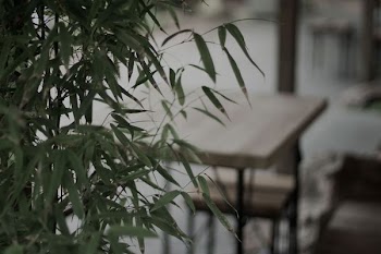 green bamboo leafed tree