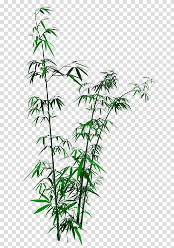 Green bamboo transparent background PNG clipart