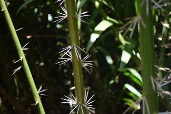 Green Bamboo Trees