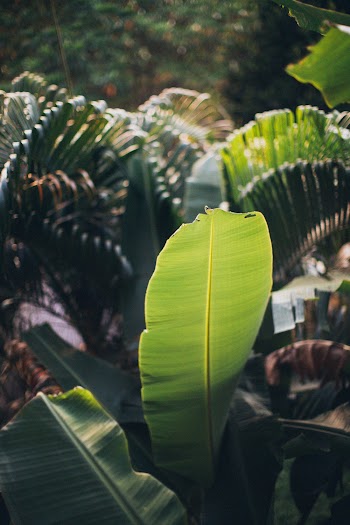 Green Banana Leaf