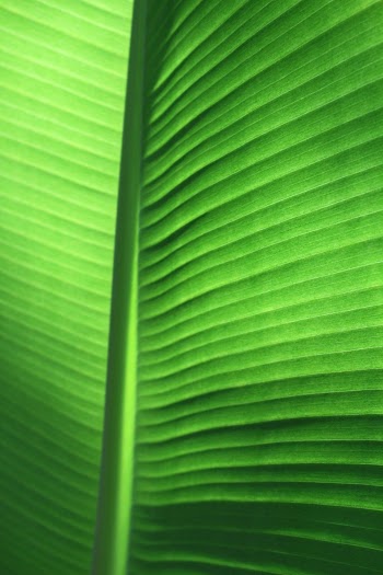Green Banana Leaf